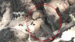 Hakkari'de iki farklı bölge! Mağaradan çıkan dev yılan korkuttu