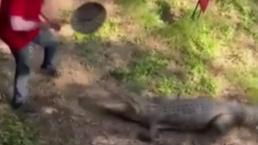 Bahçesine giren timsahı tavayla kovaladı