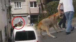 Kaçan kurbanlıklar vatandaşlara zor anlar yaşattı