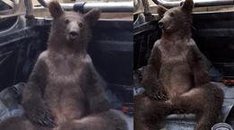 Acı bal yiyen ve bayılan ayının halleri gülümsetti