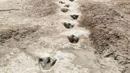 Kuraklık 113 milyon yıllık dinozor ayak izlerini ortaya çıkardı