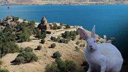 Akdamar Adası'nda 'tavşan' zararı! Sayıları hızla artıyor