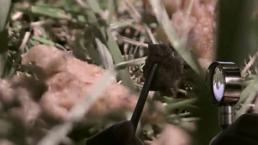 Gökten yağmur gibi et yağdı! Altında yatan sebep çok başkaymış