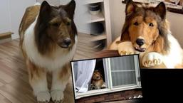 Artık bir köpek gibi yaşayacak! Çocukluk hayaliydi: Pati veriyor, yerde uyuyor