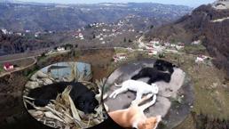 'Kimyasalla toplu köpek ölümü’ iddiasına soruşturma