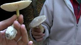 50 gramı öldürüyor! Yüzde 95'i 'Köygöçüren' adı verilen mantar