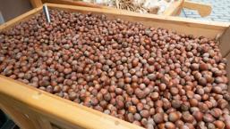 Ferrero'ya Rekabet Kurulu'ndan soruşturma