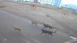 Yoldan geçen kişi yardımına koştu! Yaşlı kadına 10 sokak köpeği saldırdı