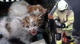 Avcılar’da yangın! 3 yavru kedi yanmaktan kurtarıldı