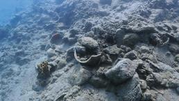 Karacasöğüt’te tekne müsilajı