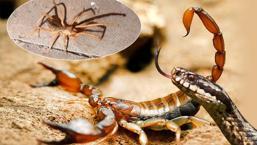 Yılan, örümcek, akrep! Türkiye'de panzehiri olsa da dikkat: 4 ipucu hayat kurtarıyor