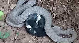 Türkiye'nin en zehir yılanı! Avını yakalayıp böyle yedi