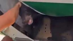 Yolcu uçağından ayı çıktı! Havalimanında kaos