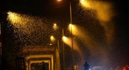 Kelebeklerin ölüm dansı! Milyonlarcası böyle görüntülendi