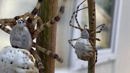 Bir anda karşılarına çıktı! Saniyeler içinde öldürüyor