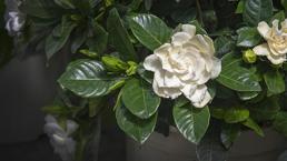 Dertlere deva 10 ev bitkisi! Havadaki zehirleri vantuz gibi içine çekiyor