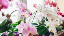 Solmuş orkidenizi tek malzeme ile coşturun! Bu formül ile orkideniz adeta coşuyor