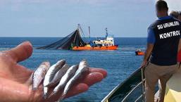 Palamut çingene palamadu, lüfer çinekop boyunda! Kurtarmanın tek yolu 'kota'