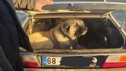 Kayseri'de köpek dövüştüren 37 kişi yakanlandı; 6 köpek kurtarıldı