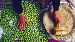 Türkiye’nin geleneksel zeytin yetiştiriciliği UNESCO’ya alındı