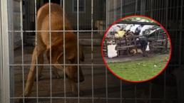 Köpeği sopayla dövdü! Ekipler yakaladı savunması şoke etti