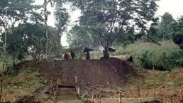 Amazon ormanlarında devasa antik kent keşfedildi! 'Amazon kültürüne bakışımızı değiştirdi'