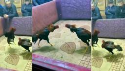 Yer: Adana! Polisler oyuncu gibi girdi, horoz dövüşüne suçüstü yaptı