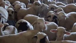 Denizli'de küçükbaş hayvanlara karantina! Çiçek hastalığı alarmı