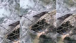 Bakan Yumaklı 'sürpriz' diyerek paylaştı: Yaşat-koru-sev