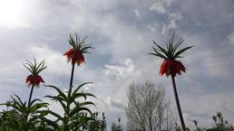 'Ters laleler' çiçek açtı! Zarar verenlere 244 bin 315 lira ceza