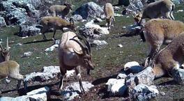 Yer: Erzincan! Gündüz saatlerinde sürü halinde fotokapana yakalandılar