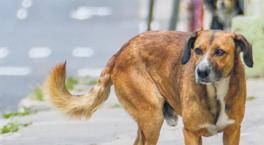 Sokak köpeği sorunu nasıl çözülecek?