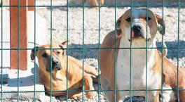 ‘Sokaktaki ‘Alfa’ köpeklerin toplanması çözüm olur mu?