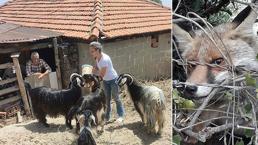 Tilki yakalayıp öldüren komşusunu ihbar etti, olanlar oldu!