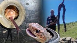 Ölümler başladı: Yılan sokması anında mutlaka bunu yapın