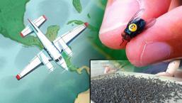 ABD, 15 milyon kısır sineği Panama'ya salıyor! Her hafta yapılan tuhaf operasyon