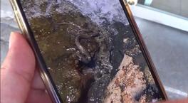 Sahilde büyük panik! Metrelerce uzunlukta, ilginç başlı ve kulaklı yılan görüldü