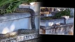 Mezarlıktaki dev yılan kameraya takıldı! Şaşkına çeviren görüntü