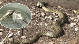 Yılanın balık avı kamerada! Balıkçılar şaşkınlıkla izledi