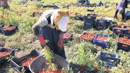 Domateste kriz! Sözleşmeli 3.5 TL, sözleşmesiz 1.80 TL