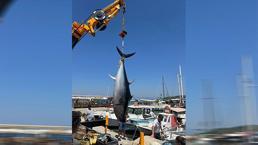 Amatör balıkçılar dev orkinos yakaladı! O kadar ağırdı ki vinçle kaldırılabildi