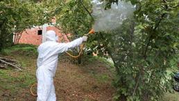 Kahverengi kokarca ile mücadele! Fındık bahçeleri tek tek ilaçlandı