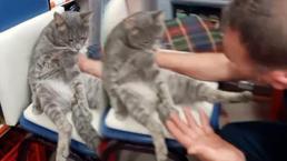 Sosyal medya bu görüntüleri konuşuyor! 'Bal' yiyen kedi fenalaştı