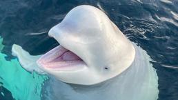 Rus casusu olabilir mi? Kurşun yarasıyla bulundu, savaş taktiği gündemde