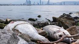 İzmir'de balık ölümleri devam ediyor! Peki sebebi ne? Uzman isim anlattı