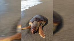 Hatay Samandağ'da ölü caretta caretta sahile vurdu