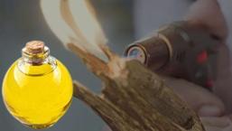 Yüzlerce yıllık tarihi, 100 bin dolarlık değeri var! Ağacın içinden çıkan 'sıvı altın'