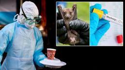 Sessiz tehdit, yayılma riski yüksek!