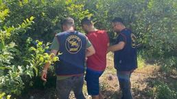 Limon bahçesinde saklanan firari yakalandı