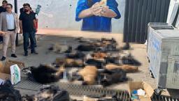 Hayvan rehabilitasyon merkezinde şok görüntü! Valilik'ten açıklama geldi